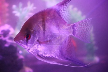 Small beautiful long fins angelfish closeup in fish tank