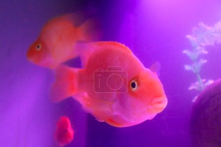 Photo for Red cute parrot fish closeup in the fish tank - Royalty Free Image