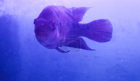 Blühhornschwarzer Fisch im tiefen Wasser
