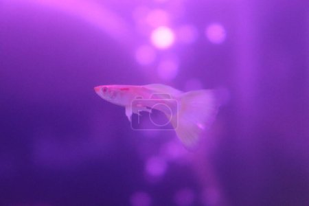 Beautiful guppy fish swim in the lighting fish tank