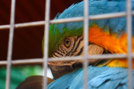 Macaw colorful parrot closeup face and parrot eye closeup