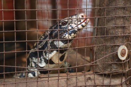 Schwarz-weiße Tegu-Eidechse Nahaufnahme Gesicht im Käfig