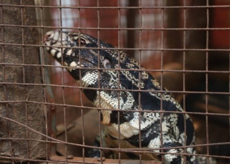 Argentina negro y blanco tegu grande lagarto peligroso primer plano en la jaula