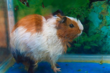 Photo for Sheltie guinea pig standing in the big glass - Royalty Free Image