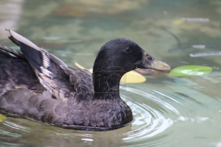 Black Duck Swim In The Water And Closeup Duck Face