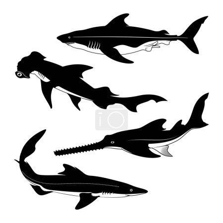 Téléchargez les illustrations : Silhouettes d'espèces de requins. Spurdog, Hammerhead, Sawfish, Dogfish. Cliparts vectoriels. - en licence libre de droit