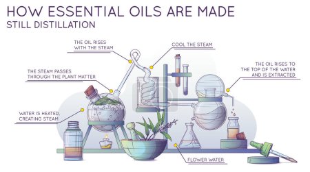 Producción tecnológica de aceite esencial y agua de flores. Banner de infografía. Aparatos de destilación de vapor. Ilustración vectorial de la fabricación de aceite de árbol de té en un laboratorio químico.