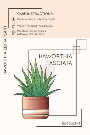 Illustration for Vector illustration of potted haworthia fasciata. Infographics about indoor plant of haworthia zebra plant for brochure or poster. Flower shop, home garden concept. - Royalty Free Image