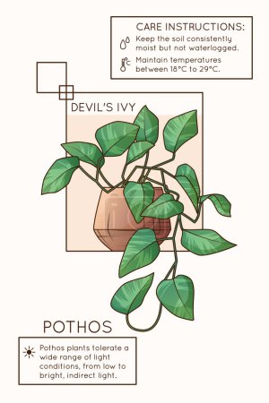 Illustration for Vector illustration of potted pothos plant. Design of poster for care instruction of houseplant. Flower shop, home garden concept. Devil s ivy plant. - Royalty Free Image