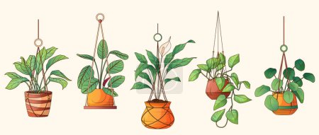 Set of vector houseplant: pothos, pilea, spathiphyllum, maranta plant. Illustration of hanging plants for interior decor, decoration of gardening shop. Home garden, gardening concept.