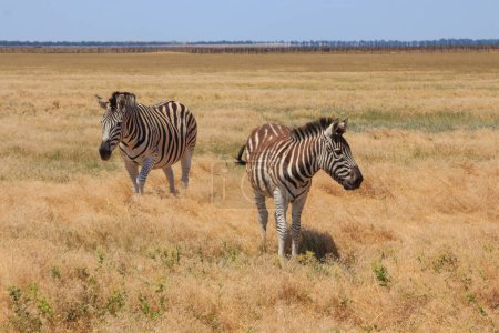 Zebras in der ukrainischen Steppe auf dem Territorium des nationalen Naturschutzgebietes "Askania Nova". Region Cherson, Ukraine