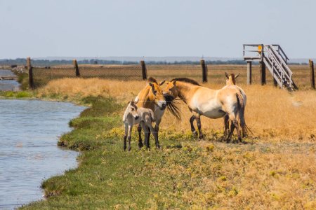 Przewalskis Pferde gruppieren sich in der ukrainischen Steppe auf dem Territorium des nationalen Naturparks "Askania Nova". Region Cherson, Ukraine