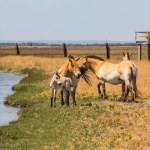 Przewalski's horses group in the Ukrainian steppe on the territory of the national nature reserve 