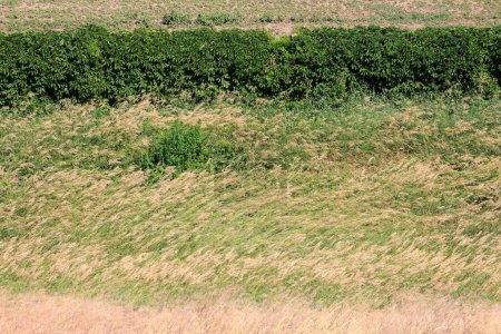 Téléchargez les photos : Stipa herbe dans la steppe sauvage originale sur le territoire de la réserve naturelle nationale "Askania Nova". Région de Kherson, Ukraine - en image libre de droit