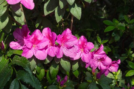 Téléchargez les photos : Azalée fleurissant dans le jardin. Fleurs de lilas sur un buisson. - en image libre de droit