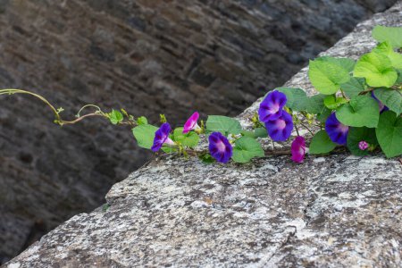 Convolvulus flowers growing on a stone wall. Morning glory flowers.