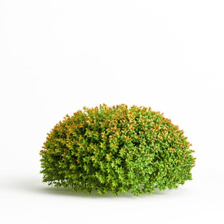 3D Illustration des Spiraea japonica Busches isoliert auf weißem Hintergrund