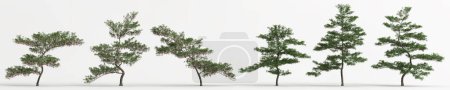Photo for 3d illustration of set elaeocarpus hainanensis tree isolated on white background - Royalty Free Image