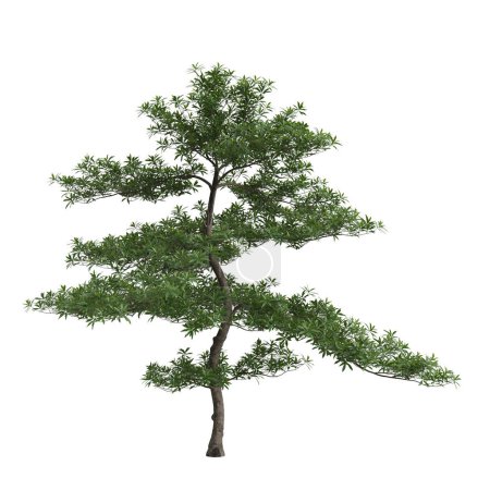 Photo for 3d illustration of elaeocarpus hainanensis tree isolated on white background - Royalty Free Image