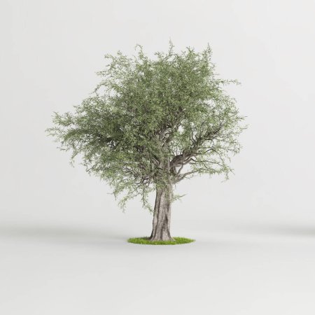 Photo for 3d illustration of olive tree isolated on white background - Royalty Free Image