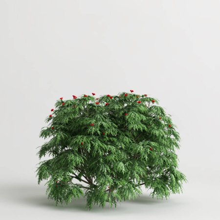 Photo for 3d illustration of Jatropha trees isolated on white background - Royalty Free Image