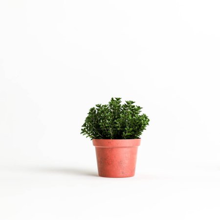 Téléchargez les photos : Illustration 3D de plantes en pot isolées sur fond blanc - en image libre de droit
