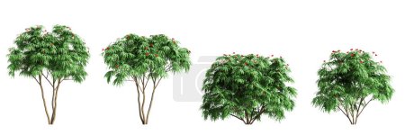 Photo for 3d illustration of set Jatropha bush isolated on white background - Royalty Free Image