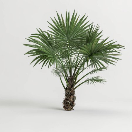 Photo for 3d illustration of fan palm  trees isolated on white background - Royalty Free Image