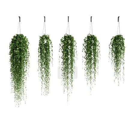 3d illustration of set hanging plant isolated on white background