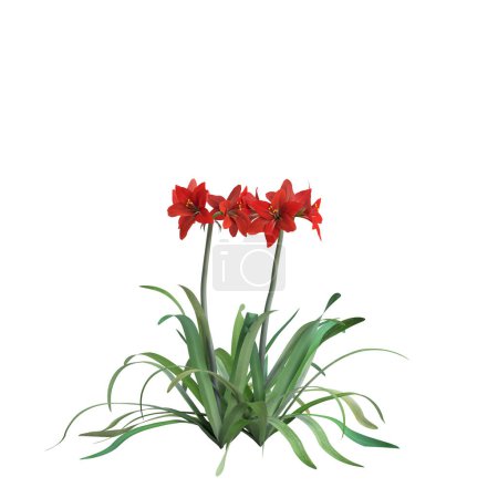Foto de Ilustración 3d de la floración de Amaryllidaceae aislada sobre fondo blanco - Imagen libre de derechos