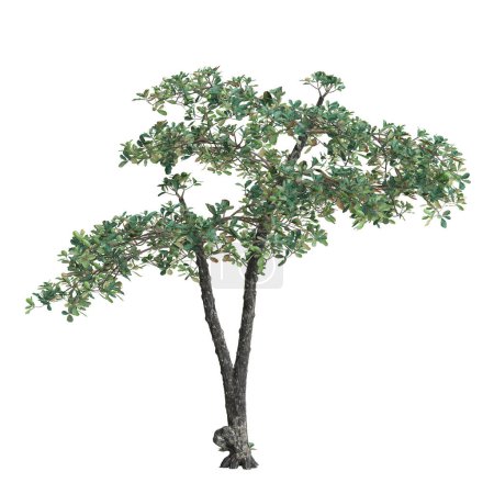 Foto de 3d ilustración de terminalia var árbol aislado sobre fondo blanco - Imagen libre de derechos