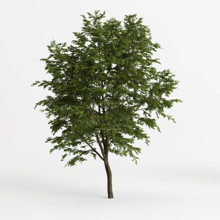 Photo for 3d illustration of big tree tilia platyphyllos isolated on white background - Royalty Free Image