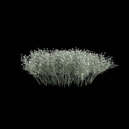 Photo for 3d illustration of cerastium bush isolated on black background - Royalty Free Image