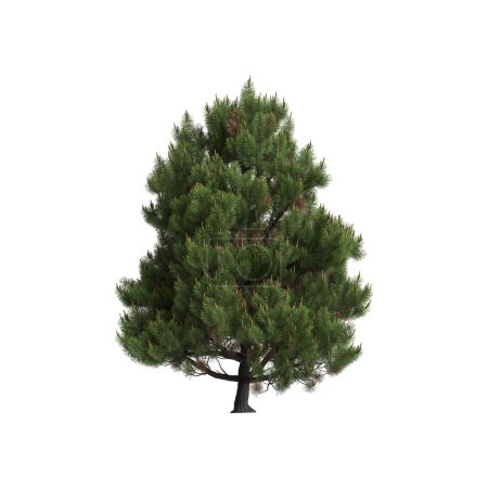 Téléchargez les photos : 3d illustration of pinus mugo tree isolated on white background - en image libre de droit