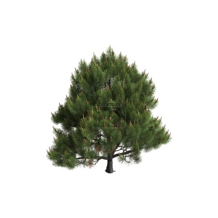 Téléchargez les photos : 3d illustration of pinus mugo tree isolated on white background - en image libre de droit
