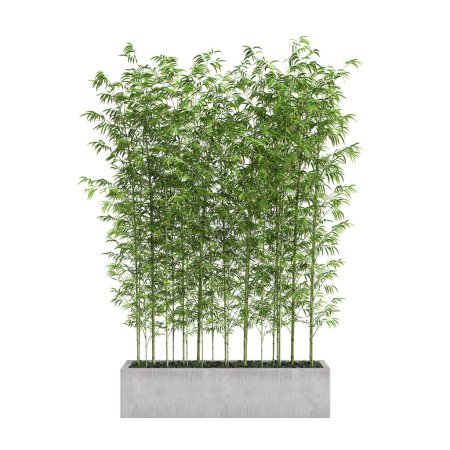Photo for 3d illustration of bamboo tree isolated on white background - Royalty Free Image
