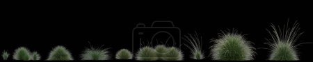 Téléchargez les photos : Illustration 3d d'un ensemble d'herbe festuca mairei isolée sur fond noir - en image libre de droit