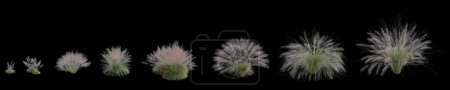 Foto de 3d ilustración de conjunto de hierba natural aislado sobre fondo negro, ángulo del ojo humano - Imagen libre de derechos