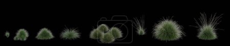 Téléchargez les photos : Illustration 3d d'un ensemble d'herbe festuca mairei isolée sur fond noir, angle oculaire humain - en image libre de droit