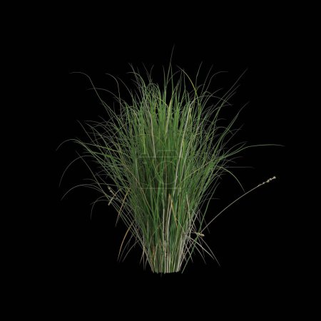 3D-Illustration von Carex appressa Busch isoliert auf schwarzem Hintergrund