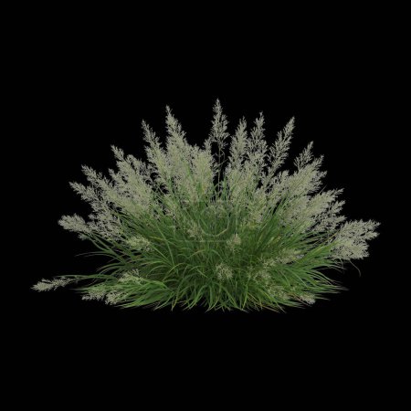 3D Illustration von Calamagrostis arundinacea Busch isoliert auf schwarzem Hintergrund