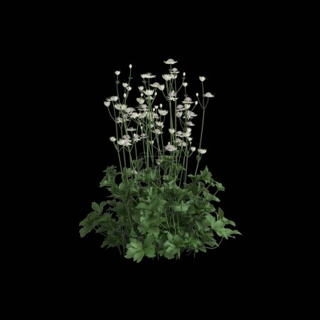 3D-Illustration von Astrrantia major busch isoliert auf schwarzem Hintergrund