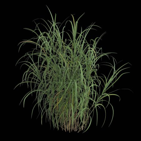 Illustration 3D du buisson miscanthus floridulus isolé sur fond noir