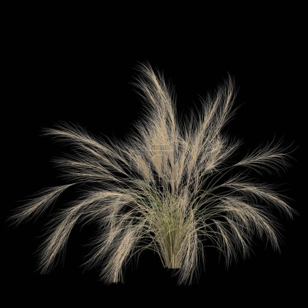 Photo for 3d illustration of nassella tenuissima bush isolated on black background - Royalty Free Image