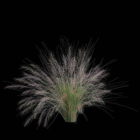 Foto de 3d ilustración de arbusto carnal aislado sobre fondo negro - Imagen libre de derechos