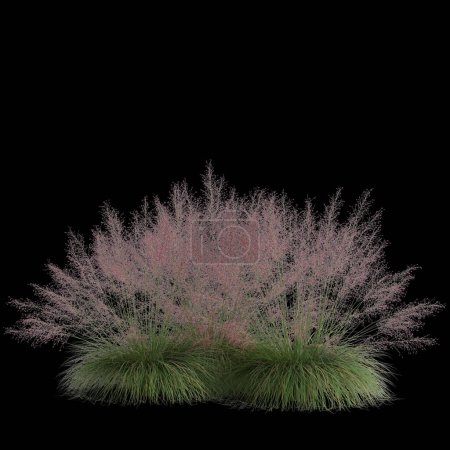 Photo for 3d illustration of muhly bush isolated on black background - Royalty Free Image