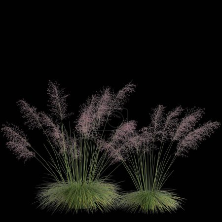 Foto de 3d ilustración de arbusto carnal aislado sobre fondo negro - Imagen libre de derechos