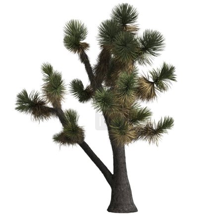 3D-Illustration von Yucca decipiens isoliert auf weißem Hintergrund