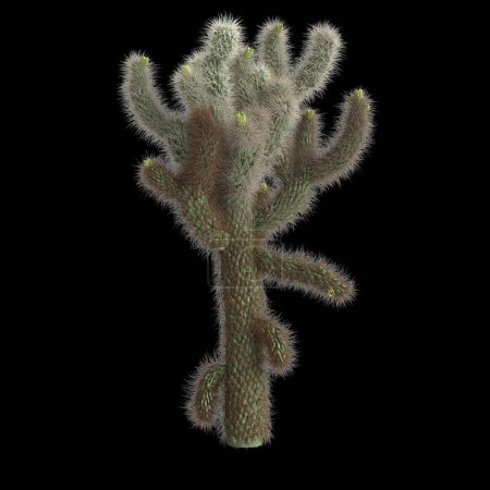 Photo for 3d illustration of cholla luminance bush isolated on black background - Royalty Free Image