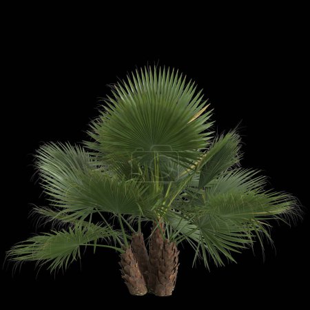 Téléchargez les photos : Illustration 3d du palmier washingtonia filifera isolé sur fond noir - en image libre de droit
